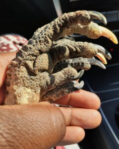 Traditional healer in Nigel