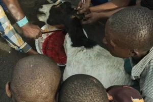 Powerful Traditional healer in Edenvale